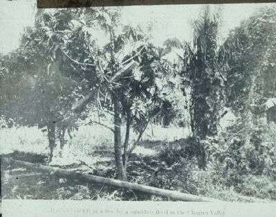 Prenten Adlib\P18957.jpg; P18957; ;